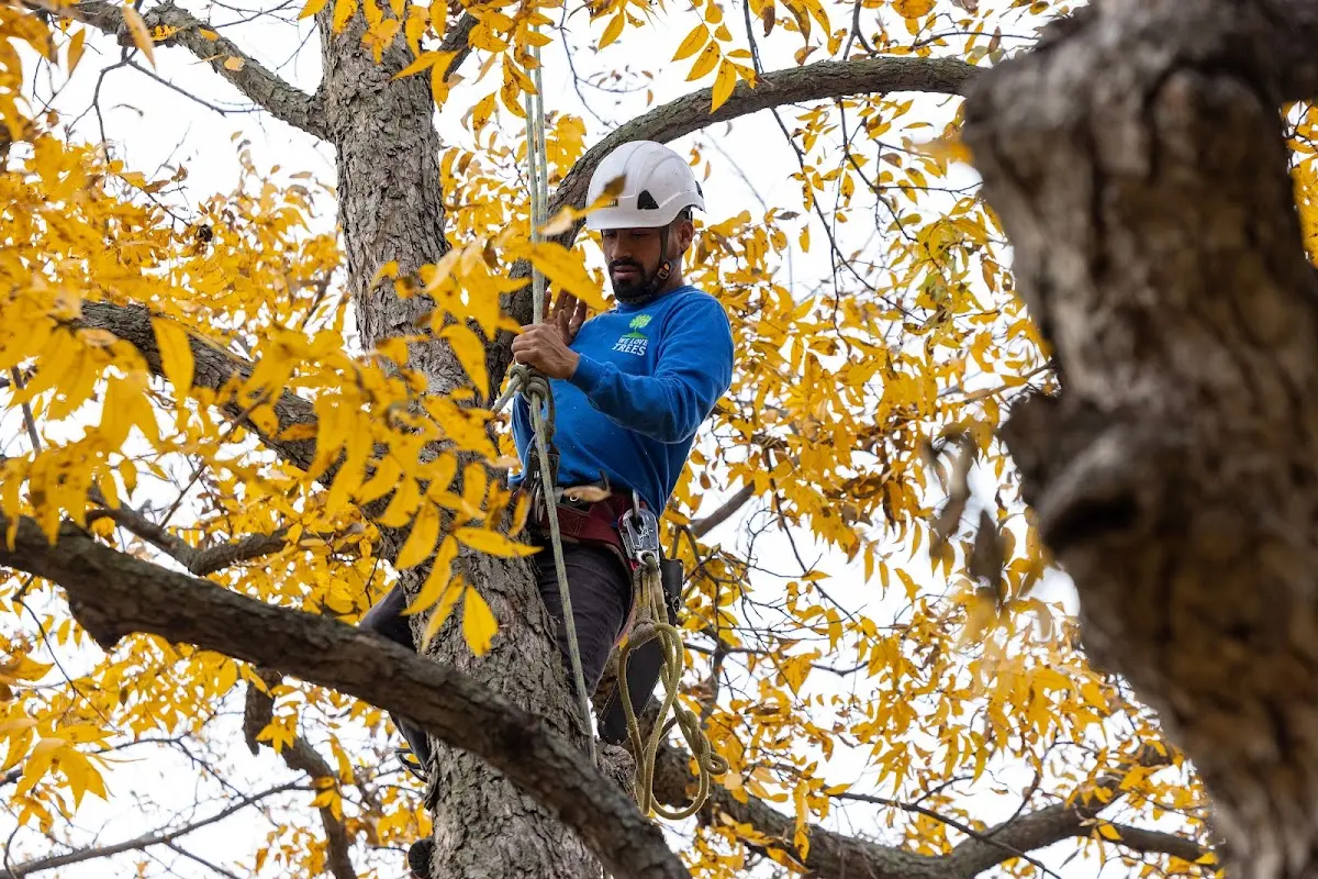 Skilled Tree Pruning crew working in Glencoe
